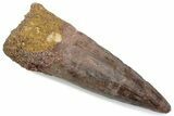 Fossil Spinosaurus Tooth - Real Dinosaur Tooth #376372-1